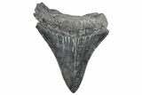 Serrated, Fossil Megalodon Tooth - South Carolina #288179-1